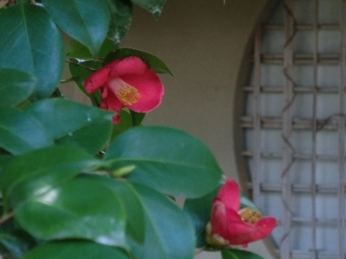 1903-12.4.2梨木神社　横　左椿２輪.jpg